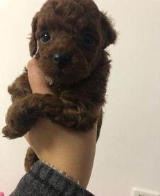 天门泰迪爆料视频大全下载,揭秘幕后真相  第1张